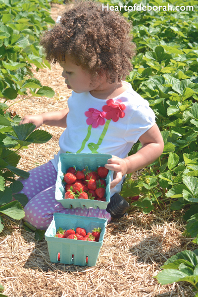 Do you have a special summer tradition with your family? Fruit picking is our new summer gem! We had family fun while incorporating a low key learning experience.