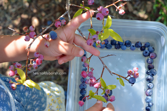 Blueberry picking with kids.