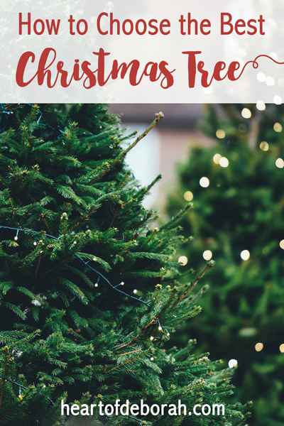 A favorite family Christmas tradition is heading to the farm and choosing a tree. Here are 4 tips to choosing the best Christmas tree this holiday season. 